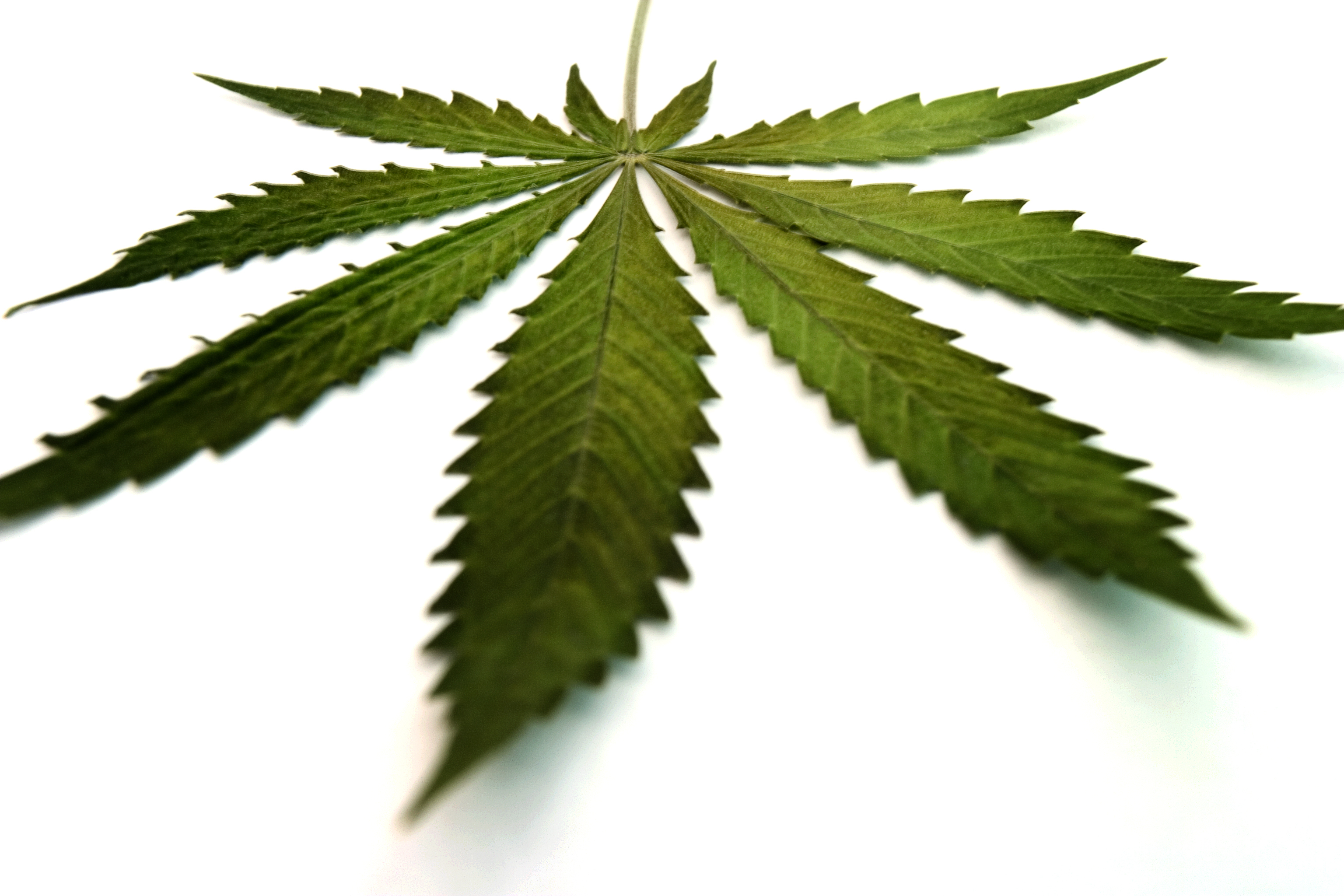 Blad van een wietplant