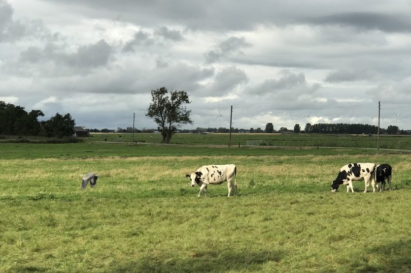 Zuidplaspolder Zuid-Holland