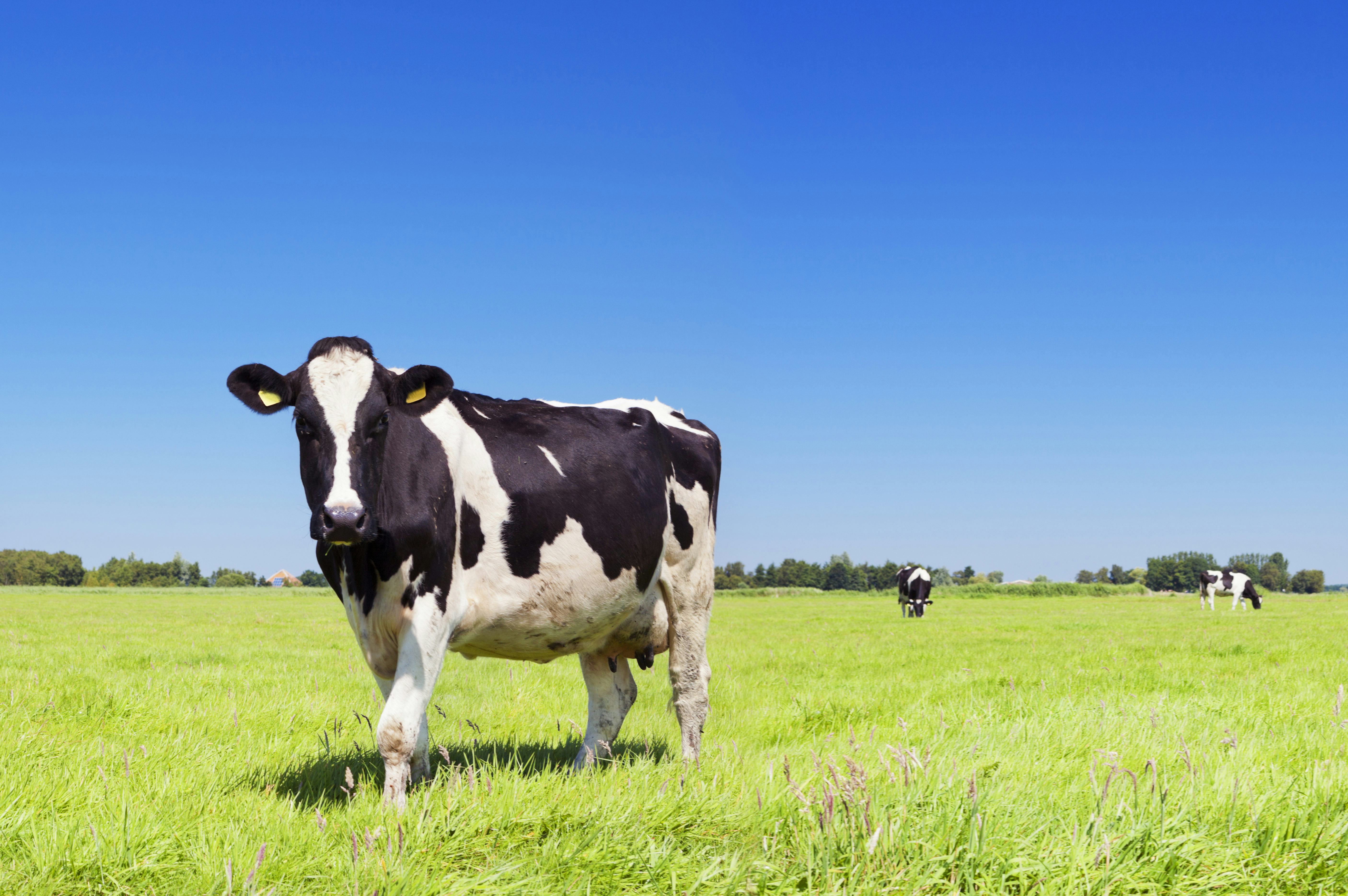 Corporatiebaas Kip: 'Een koe heeft meer ruimte'