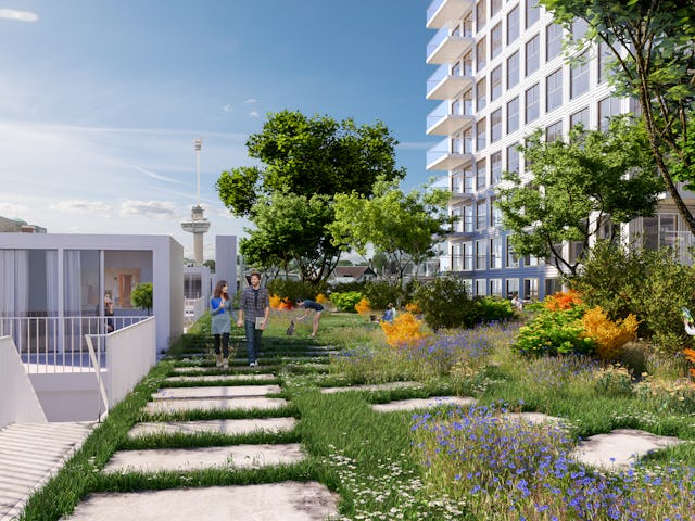 Zalmhaven, Rotterdam