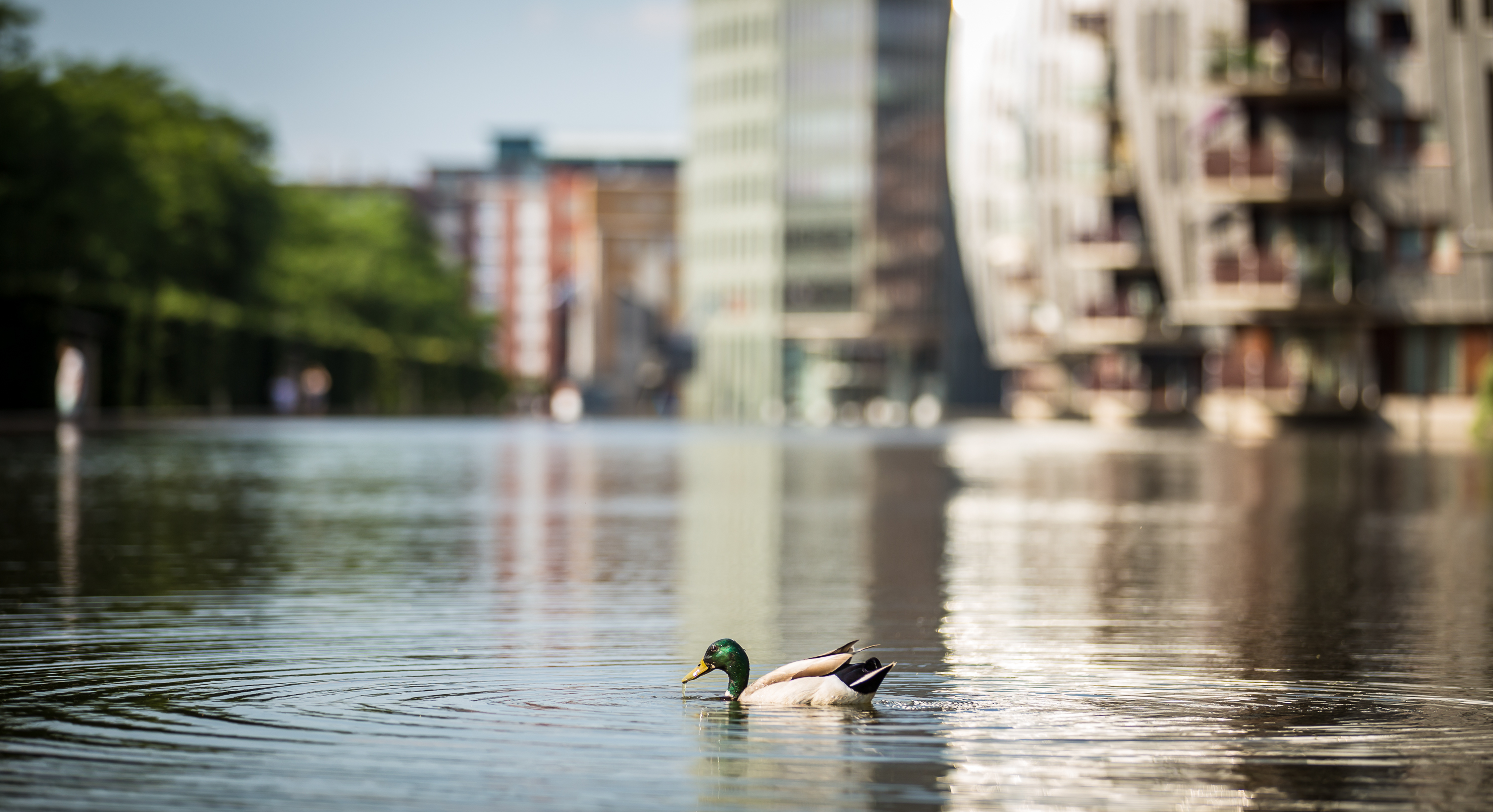 Woerd, Paleiskwartier, Den Bosch