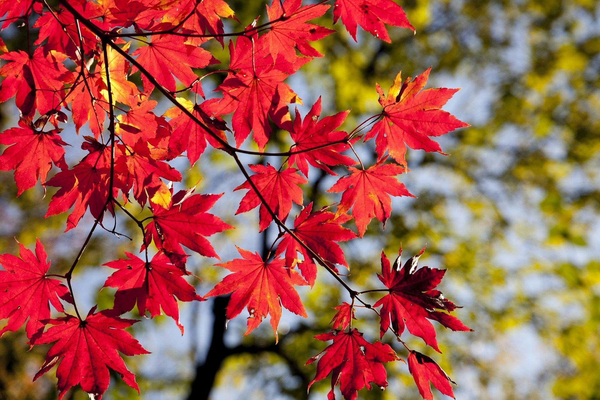 Canada Maple Leaf
