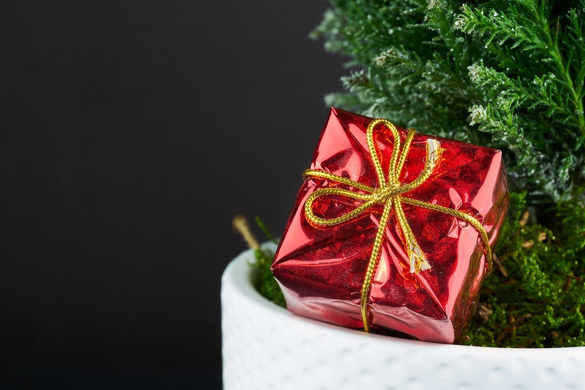 Voor bij de kerstboom: dit waren de mooiste verhalen van 2020