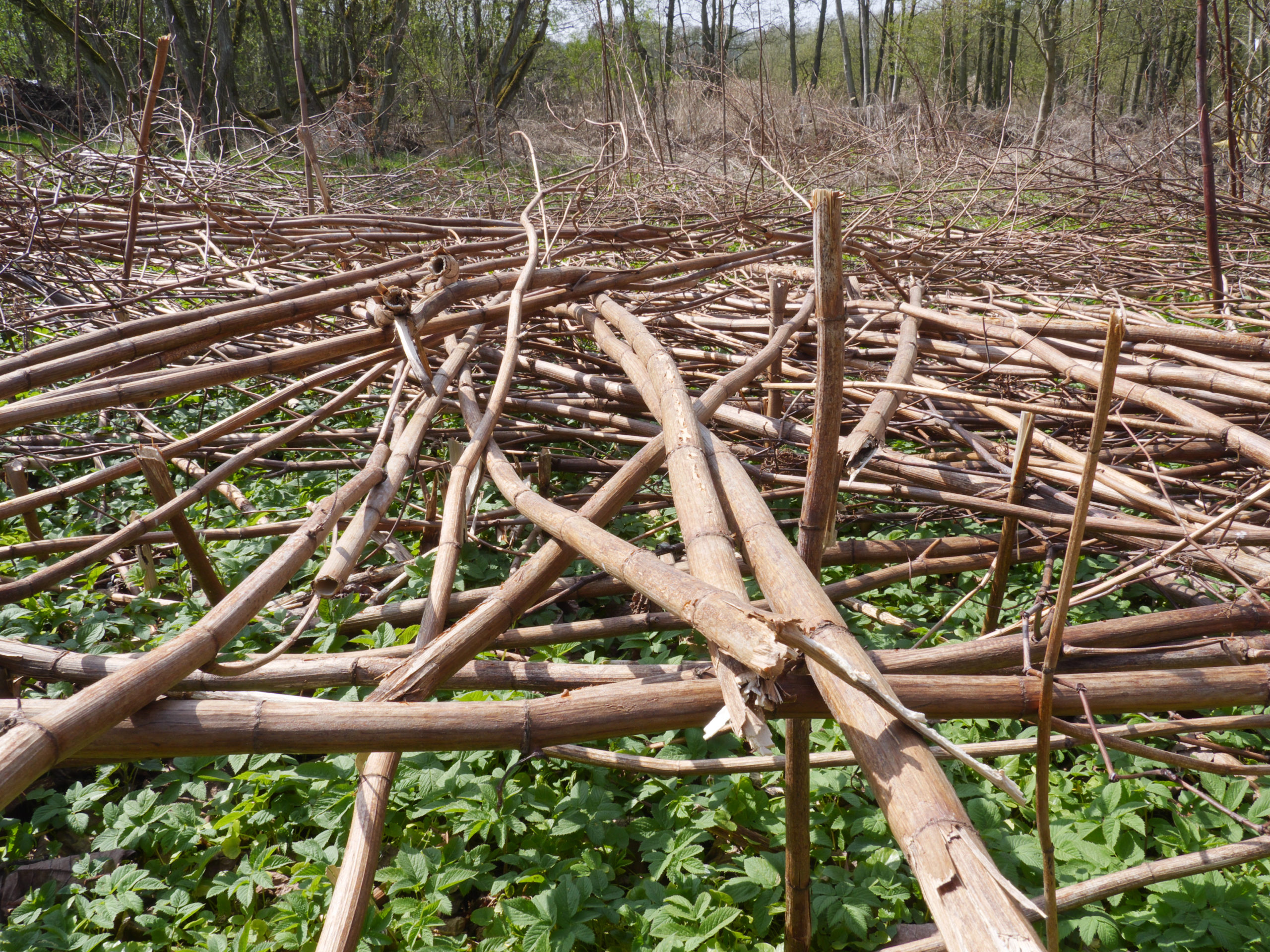 Japanse duizendknoop