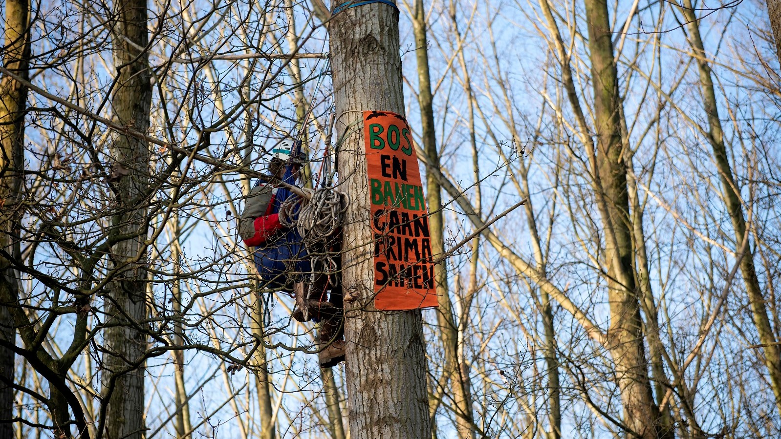 De actievoerders willen het bos beschermen tegen de geplande kap door autofabriek VDL Nedcar. Foto: ANP Bas Quedvlieg
