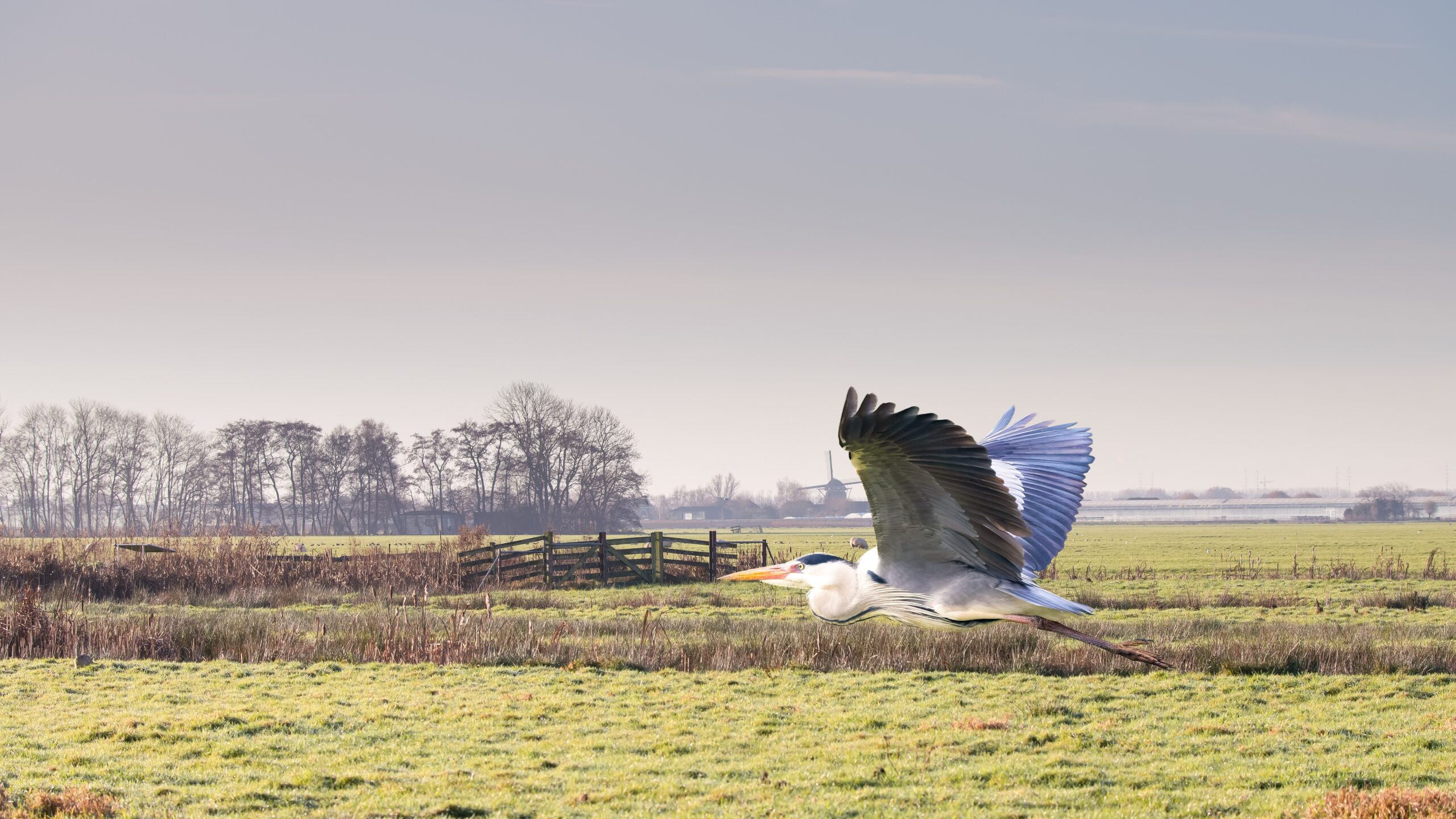 Polder Gnephoek is ook een stilte- en weidevogelgebied.