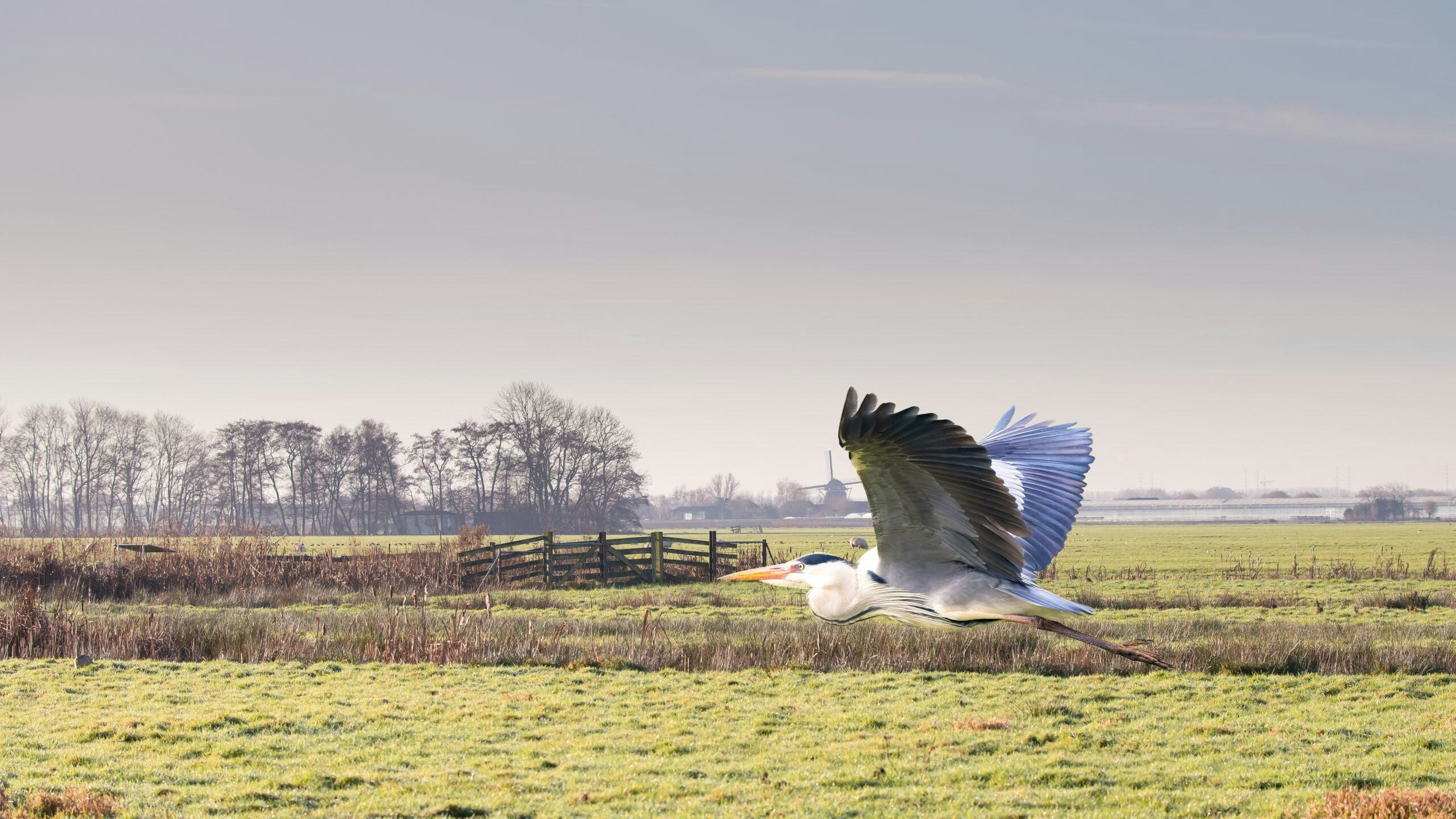 Polder Gnephoek bij Alphen aan den Rijn is ook een stilte- en weidevogelgebied. 