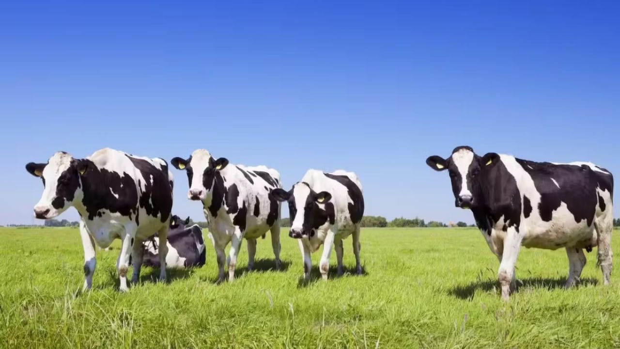Kabinetsplan voor minder koeien drukt grondprijs