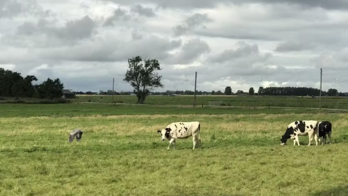 Zuidplaspolder Zuid-Holland