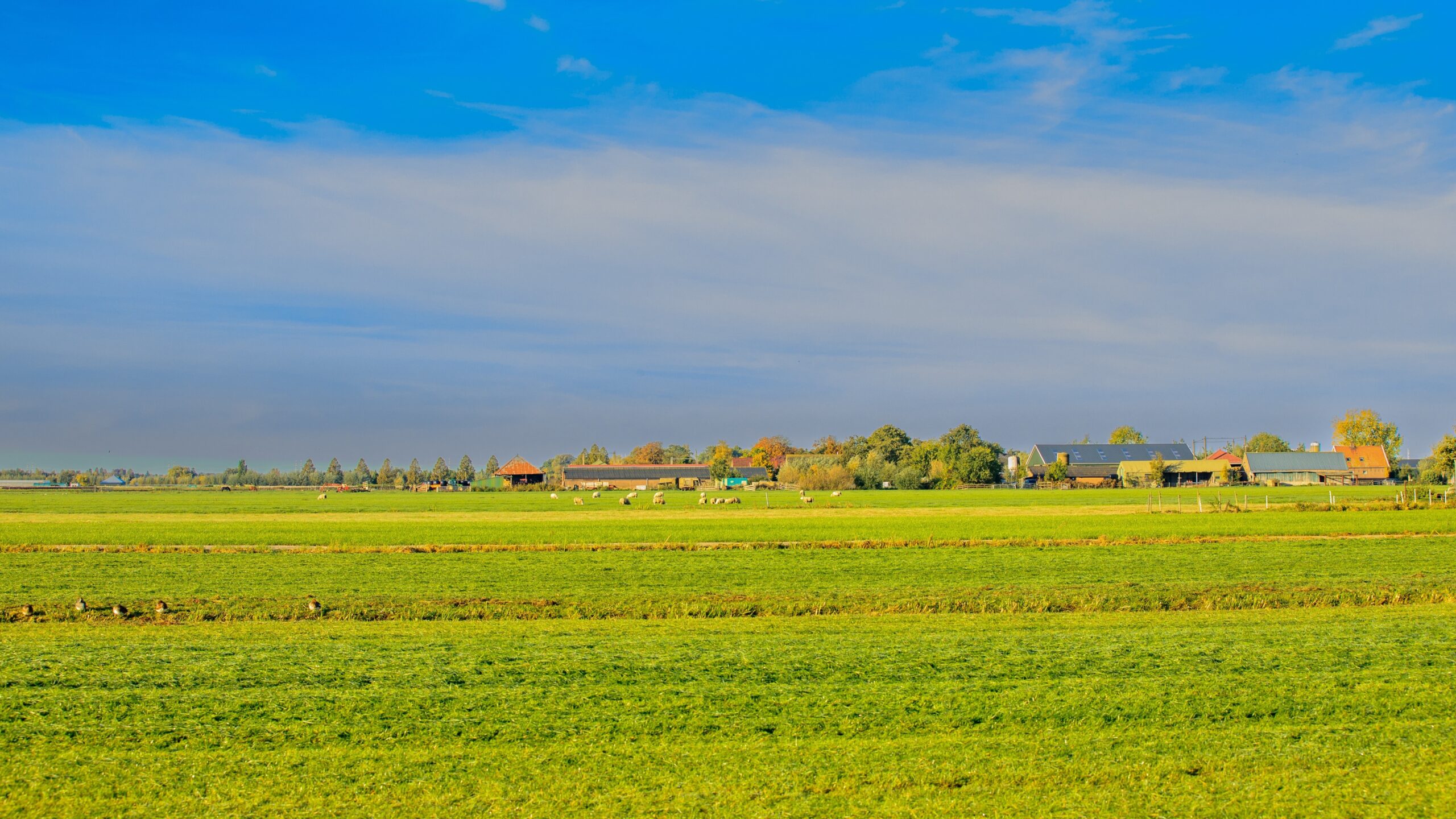 Polder nabij Alphen, niet de Gnephoekpolder 