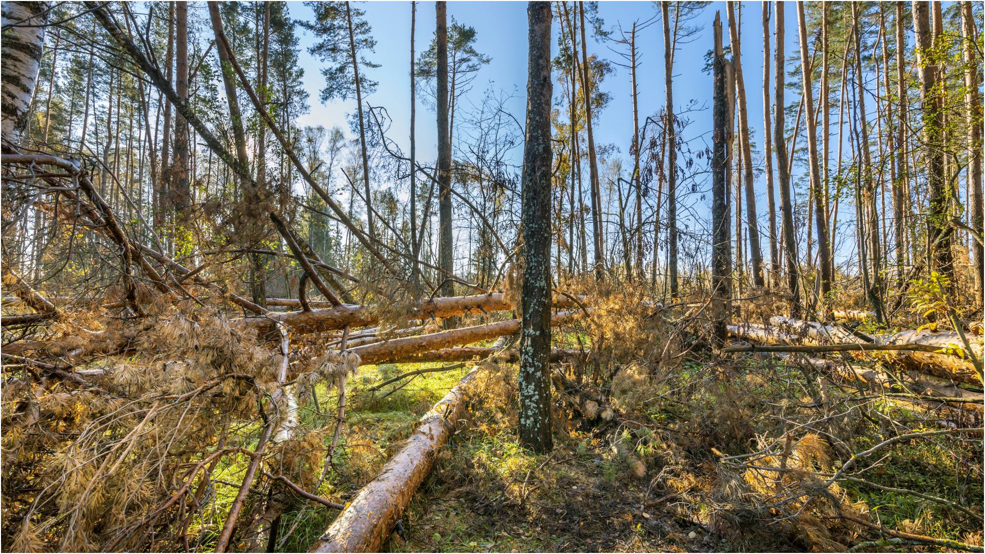 Foto Shutterstock/ARTpok