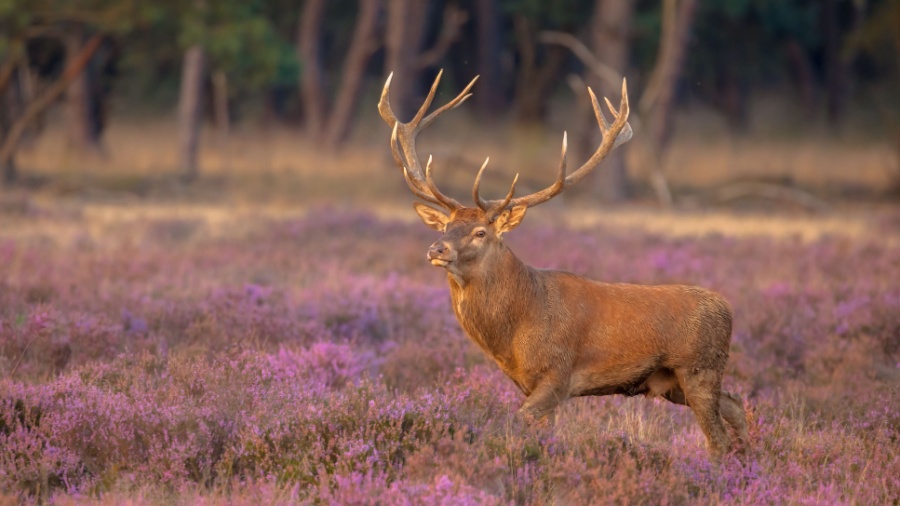 Foto: Rudmer Zwerver / Shutterstock